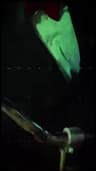 Video frame trigger