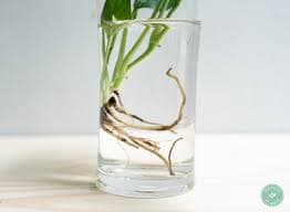 Monstera Adonsonii Swiss Cheese Plant: Rooted Vine Cutting - Etsy Israel