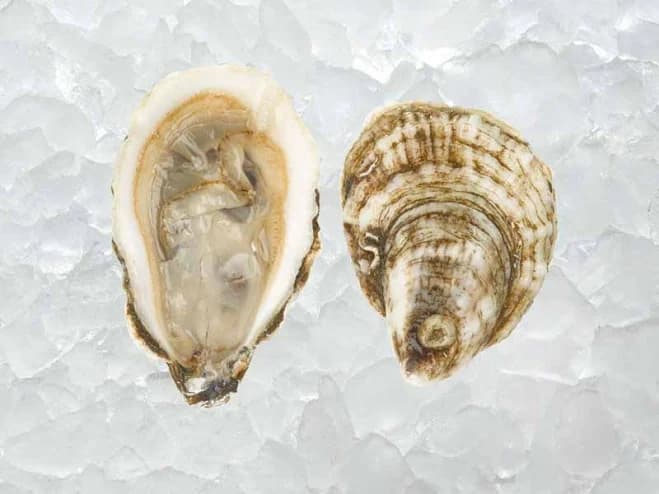 Blue Point East Coast Oysters | 50ct