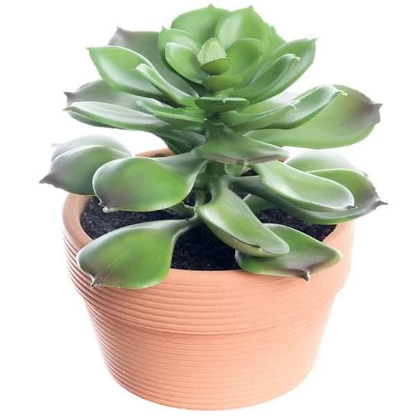 At Home Succulent with Terracotta Planter