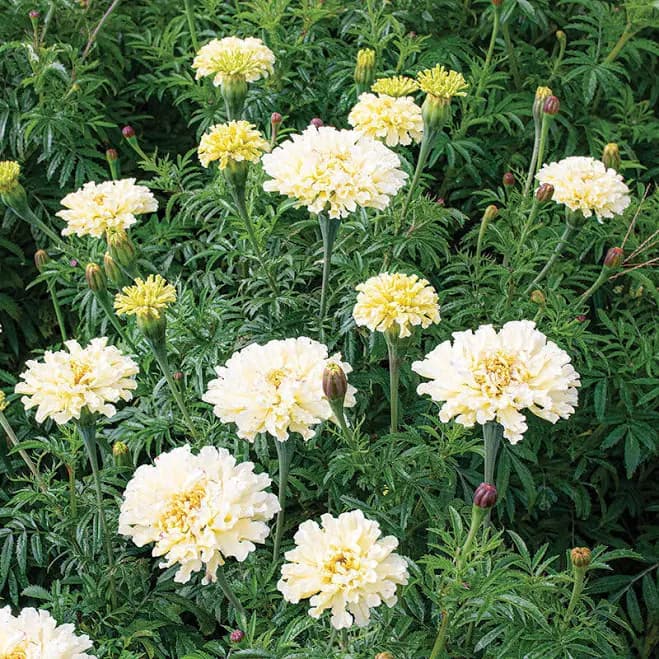 Gardening Express African Marigold Tagetes Erecta 'Sugar & Spice White