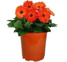 1 Gal. Gerbera Daisy Annual with Vibrant Orange Blooms and Rich Green Foliage