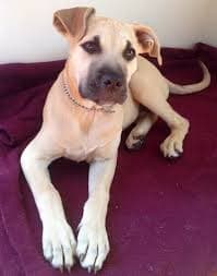 cane corso cross puppies