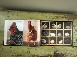 Dapper Doodle Doo - Chicken Photo Book - Etsy
