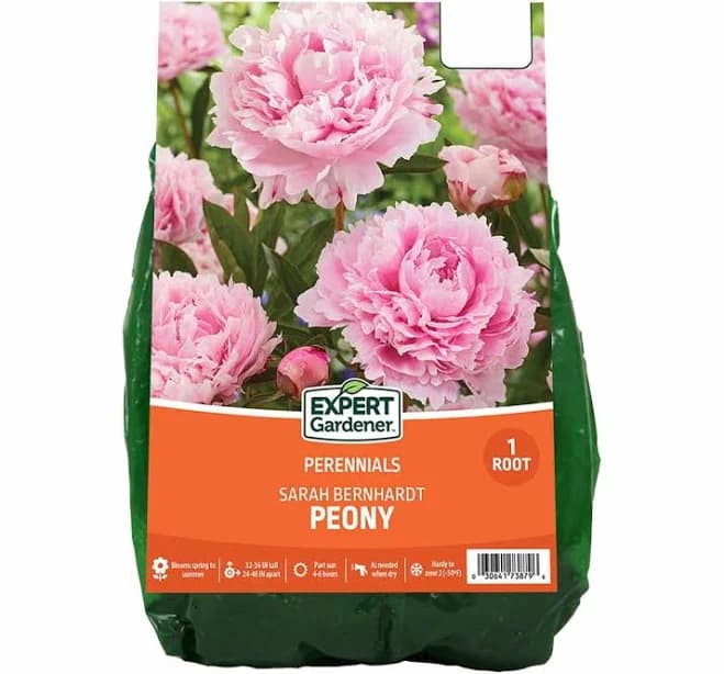 Van Zyverden Peony Sarah Bernhardt Dormant Bare Root Perennial