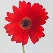 Gerbera Daisy- Red