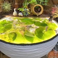 multifunctional flower pot retro style large lotus bowl - Temu