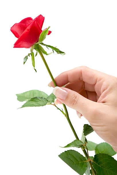 Single Stem Rose with Filler
