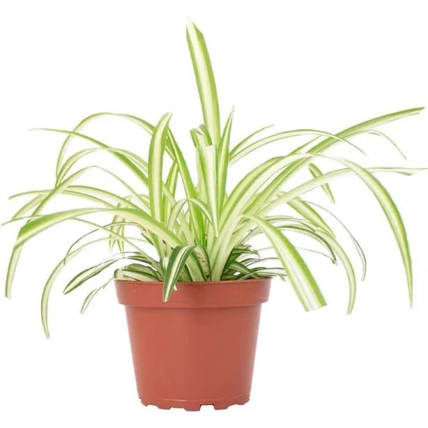 Shop Succulents Spider Plant