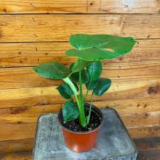 Monstera Deliciosa Split Leaf, 6" Plant, The Plant Farm - Walmart.com