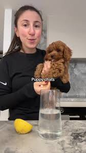 Puppy Training Puppy Cries In Playpen Effective Playpen Tips To Reduce Separation Anxiety In Your Puppy
