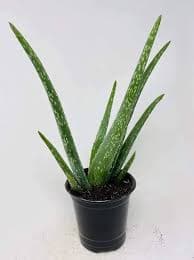Amazon.com : Aloe Vera Plant Juice Medicinal Tropical Plant 4.5 inch Pot : Patio, Lawn & Garden