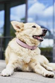 AMICI - Stilvolles Nappa-Halsband für modebewusste Hundefreunde | AMICI - Stylish nappa collar for fashion conscious dog lovers | LEASHES & COLLARS | LABONI - design for dogs and owners