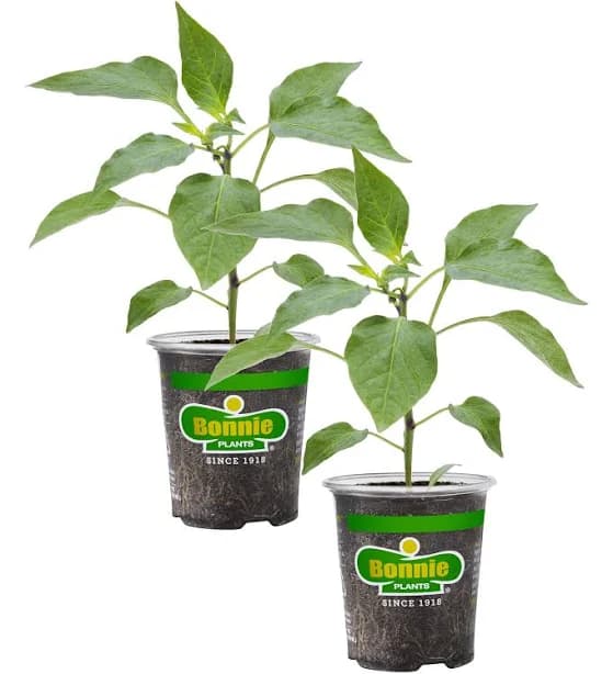 Bonnie Plants Serrano Pepper Plant 2-Pack