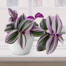 Tradescantia 'Nanouk' For Sale – Logee's Plants