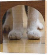 Cats Paws And Mouse Hole Digital Art by - Fine Art America
