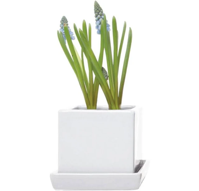 chive Cube Pot With Saucer and Drainage Hole