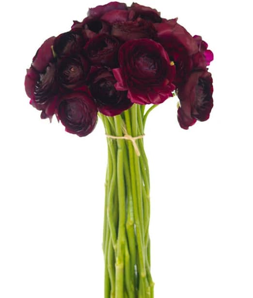 Burgundy Wine Ranunculus Fresh Cut Flower
