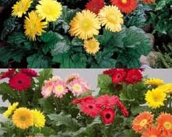 Gerbera Daisy MEMORIES Garvinea Sweet X5 OR X1 Live Plant Plugs Grow Your Own Garden - Etsy