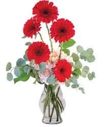 Gerberas Crimson