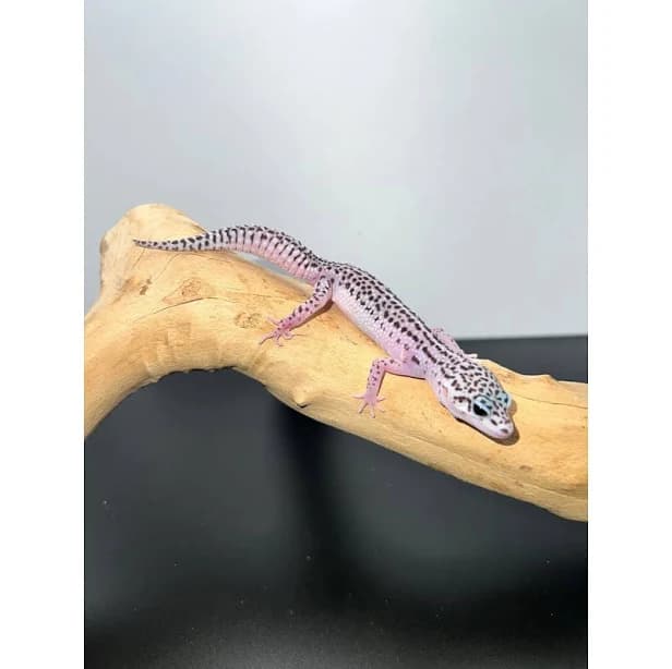 Mack Super Snow Leopard Gecko