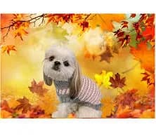 Pink and Grey Striped Dog Sweater - Fall Petwear