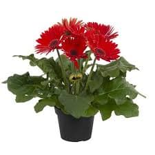 Joybera Red - Gerbera jamesonii | Proven Winners
