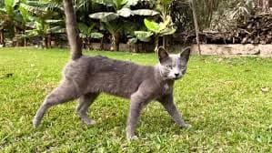 Grey Cat Walking on Green Lawn, Nature Stock Footage ft. cat & pet - Envato