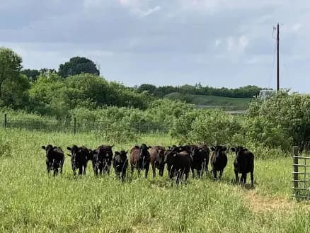 Full Blood Wagyu Cut to Order