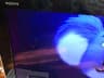Video frame trigger