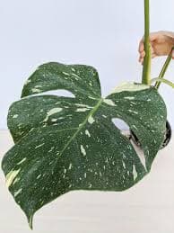 Monstera Deliciosa Banana Split #0J3-1a – Kens Philodendrons