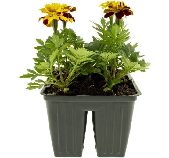 Expert Gardener 4 inch Partial Sun 4Pk Marigold Multi-Color Live Plant Pot, Green