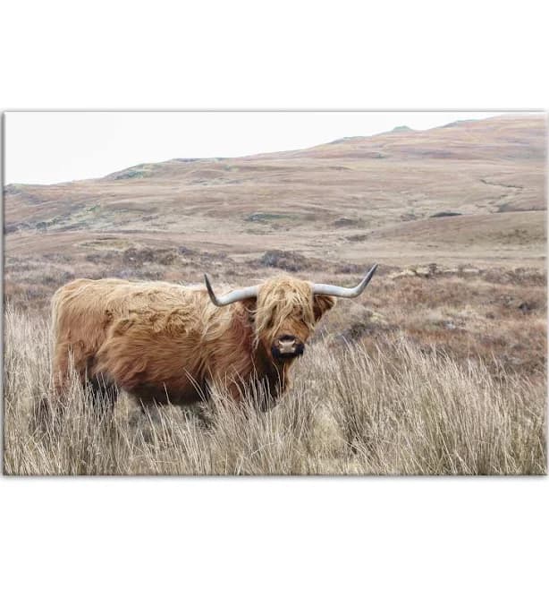 Creative Products Highland Cow Landscape Canvas Wall Art