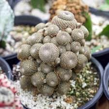 Rebutia heliosa | Leaf & Clay®
