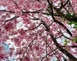 Cherry Blossom Tree - Etsy