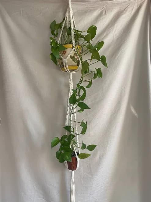 FREE POTHOS Philodendron Macrame Plant hanger