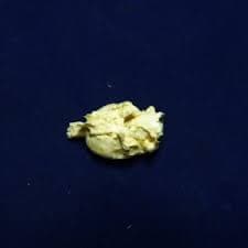 Muskrat Brain Replica - SkeletonsAndSkullsSuperstore