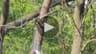 Video frame trigger