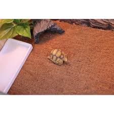 Masteelf Reptile Products Terrarium Bedding Coconut Coir Turtle Tank Brown - Walmart.com