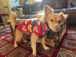 Out of Stock - FRISCO Valentine's Conversation Candy Heart Dog & Cat Sweater, Medium - Chewy.com