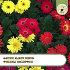 Gerber Daisy Seeds – Gerbera Jamesonii, Mixed Colors African Barberton Flower - Etsy