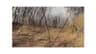 Video frame trigger