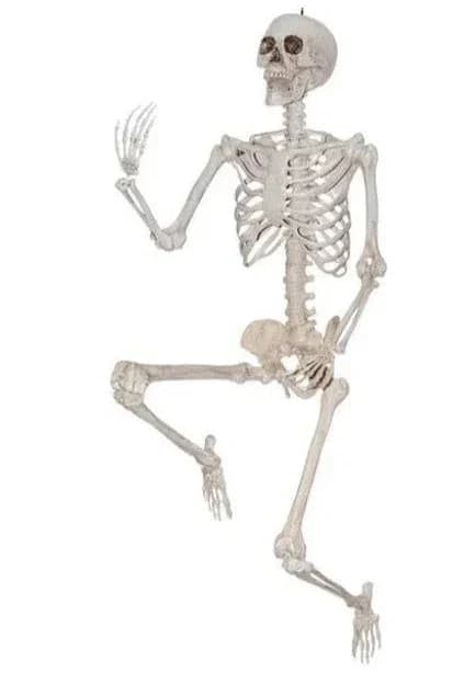 Amscan Life Size Poseable Skeleton Halloween Prop