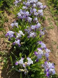 Neglecta – Ripple Effect Iris Farm
