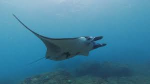 DISCOVER DIVE PACKAGE | Ceningan Divers
