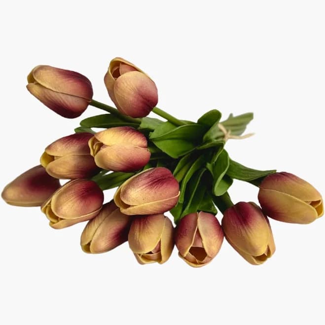 Purple+Cream Tulips
