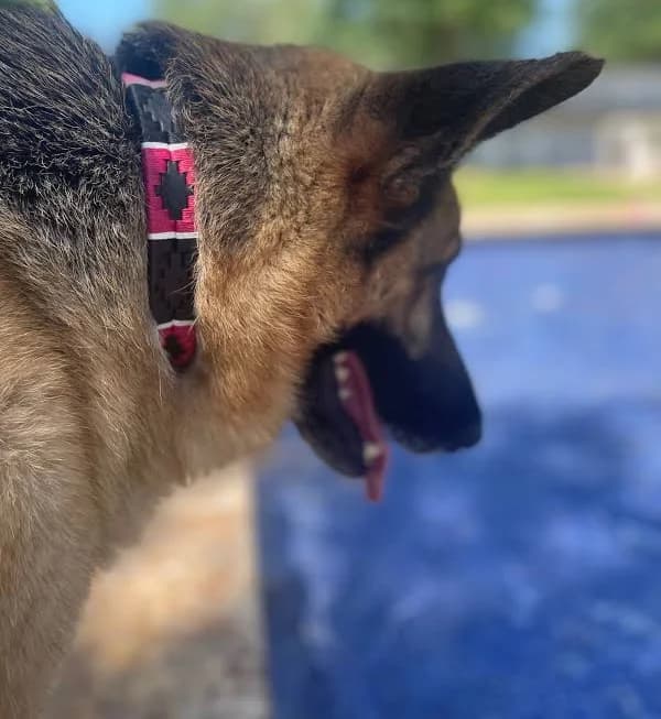 Black and Pink Dog Collar