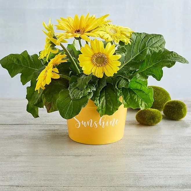 Harry & David Gerbera Daisy Plant