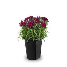 Purple Carmen Carnation Plant (2 qt) Delivery or Pickup Near Me - Instacart