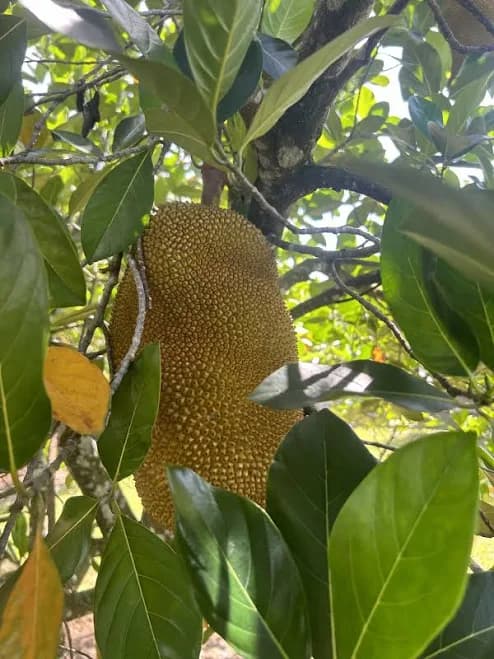 Young Jackfruit (1lbs) — MD Fruits